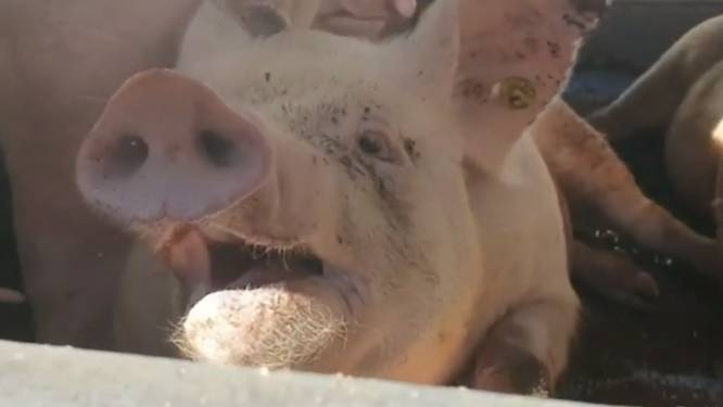 Opnieuw beelden van varkens met hittestress in stilstaande vrachtwagen bij slachthuis