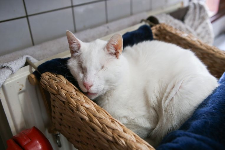 Kater Beyaz is blind. Zijn mandje moet mee naar de nieuwe boot, want hij is gehecht aan bekende spullen en plekjes, anders weet hij helemaal niet waar hij is. Beeld Hannah Bults