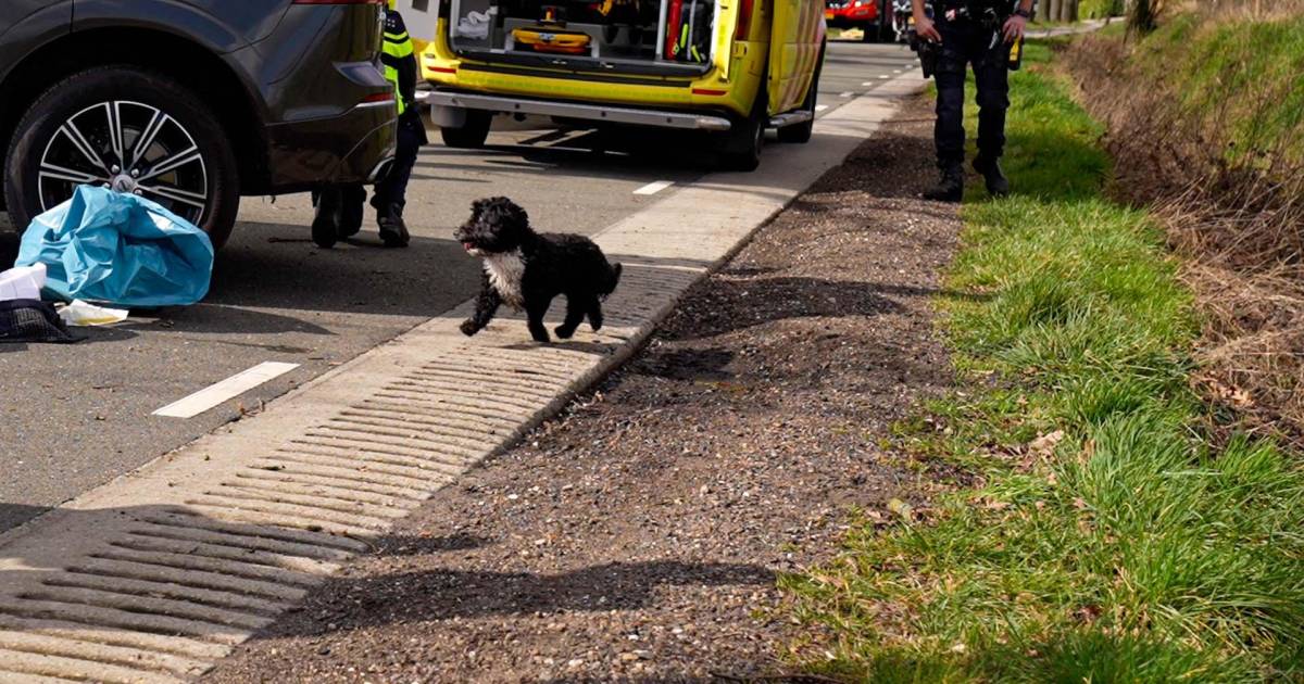 Hondje gaat na dodelijk ongeluk bij overleden baasje zitten.