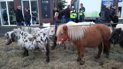 Slotstand op paardenmarkt in Hedel: 644 paarden aangevoerd, een halvering ten opzichte van 2019