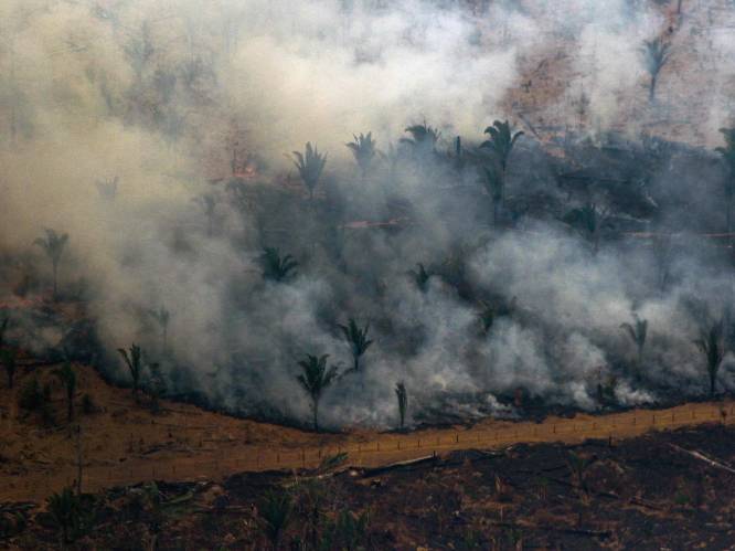 Bolsonaro verbiedt kappen en verbranden voor landbouw in Amazonegebied