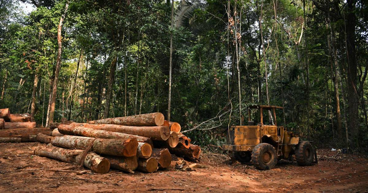 La deforestazione nell’Amazzonia brasiliana è aumentata del 22% |  ambiente