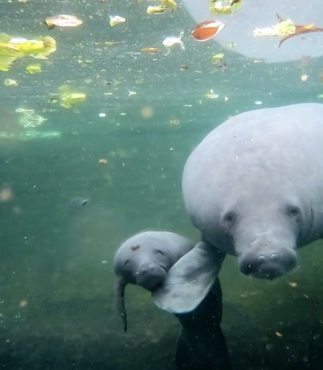 Na overlijden vorig jong is geboorte van nieuwe zeekoe opluchting voor Burgers’ Zoo