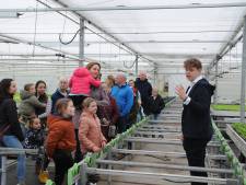 Buiten is het vies druilerig, in de kas voelt het heerlijk tropisch aan. De basis van 45 miljoen varens per jaar ligt naast de aardbeien