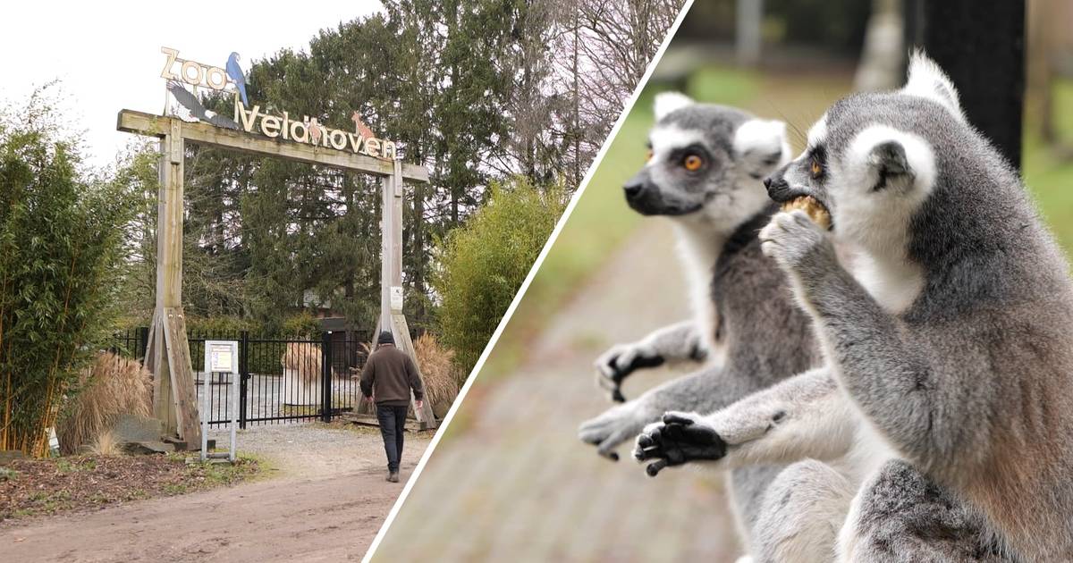 Bezit pasta tweedehands Te koop: het complete dierenpark Zoo Veldhoven, inclusief bewoners |  Brabant | bndestem.nl