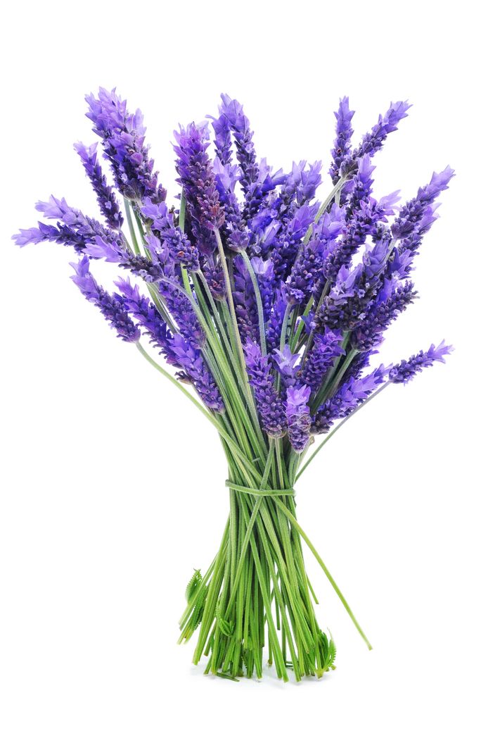 lavendel bestrijdt je angsten beter dan
