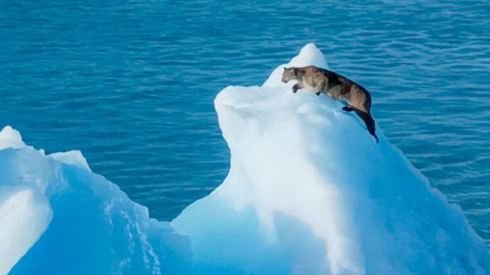 Les passagers d'un bateau de croisière ont eu la surprise de leur vie lorsqu'ils ont aperçu un puma sur un iceberg.