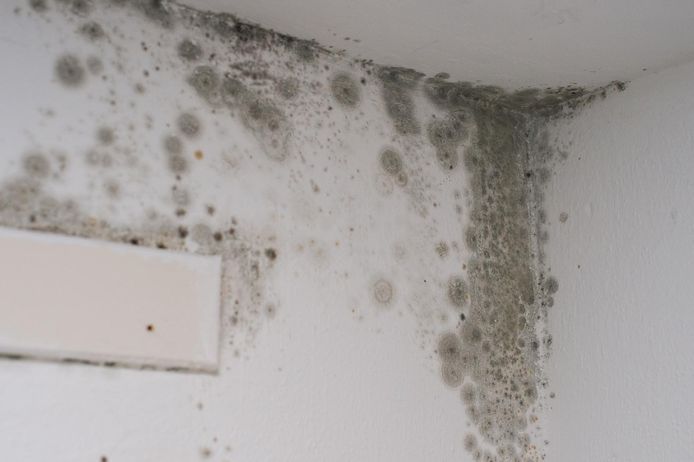 Schimmel in een woning. (NB dit is niet de woning in het artikel)