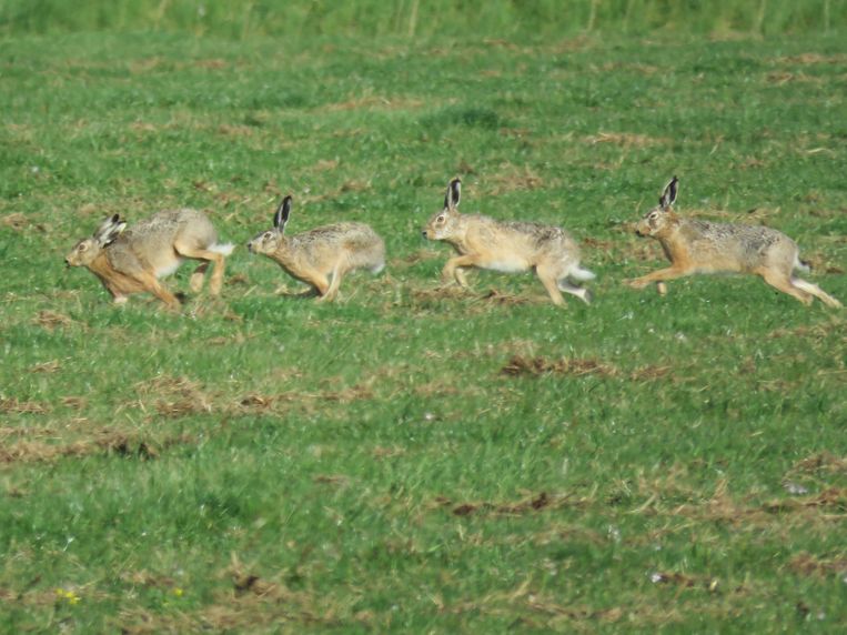 De bedreigde haas mist schuilplekken en kruiden in het gras - Trouw