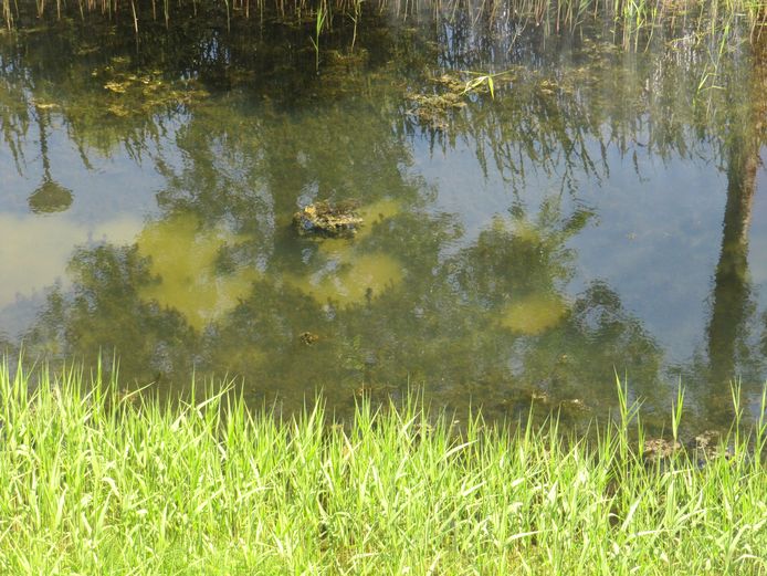 In deze singel in de Rietkampen groeien op sommige plekken geen waterplanten, het vervuilde grondwater zou er omhoog komen.