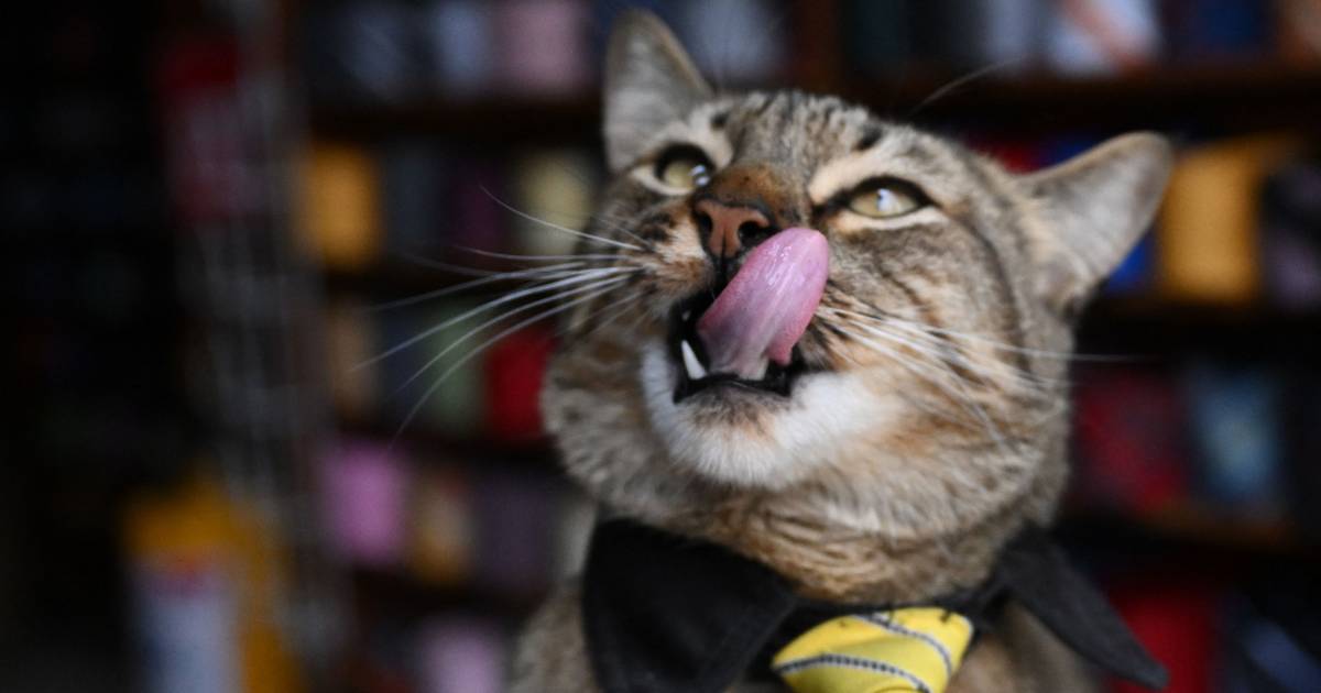 Il più grande fastidio per il cibo per gatti Whiskas: improvvisamente il 44% più costoso |  Soldi
