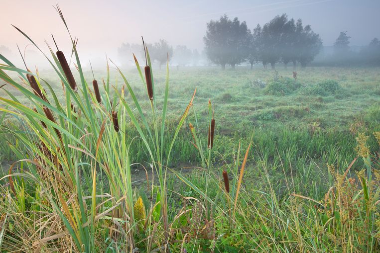 Grote lisdodde. Beeld Buiten-beeld