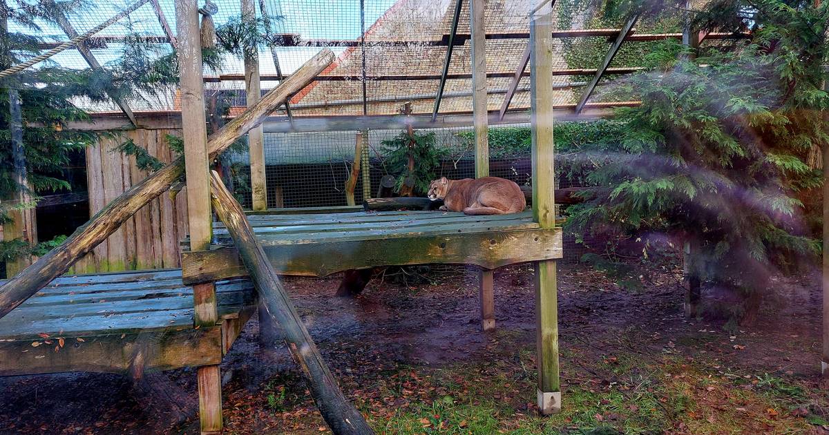 Houten balanceer stapelaar Montessori geïnspireerd – Little Farah