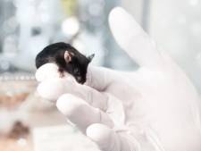 “Révolutionnaire” : des scientifiques créent une souris issue de deux pères