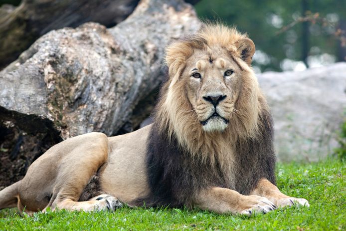 De Perzische leeuw wordt met uitsterven bedreigd.