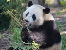 Le panda Tian Bao restera plus longtemps que prévu en Belgique