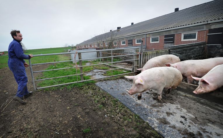 Varkens op een biologische boerderij. De animo voor biologisch boeren neemt af. Beeld Marcel van den Bergh / de Volkskrant