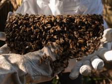 Afgelopen winter grootste bijenvolkensterfte sinds 2010, sterftecijfers in Limburg het laagst 