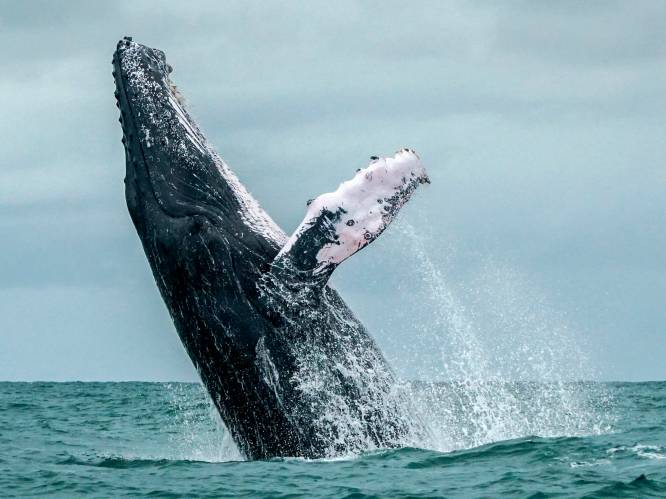 Internationale Walviscommissie roept op om walvispopulaties te herstellen: Japan furieus