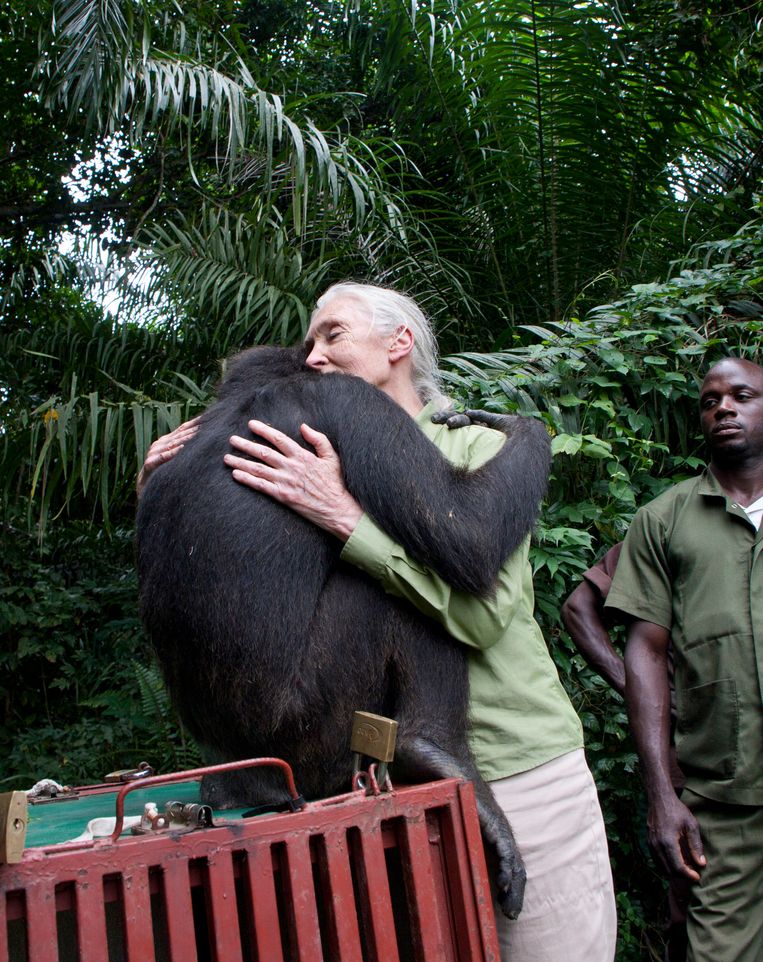 Te zien op YouTube: Jane Goodall en haar medewerkers laten de chimpansee Wounda vrij, nadat die herstelde in een van haar centra. De chimpansee geeft haar een dikke knuffel alvorens ze de wijde wereld in trekt.  Beeld Michael Cox