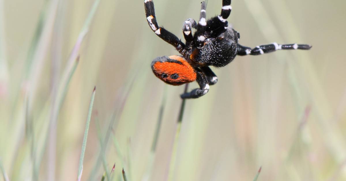 Zeldzame lentevuurspin gedijt op Stevensbergen bij Luyksgestel | Kempen | ed.nl - Eindhovens Dagblad