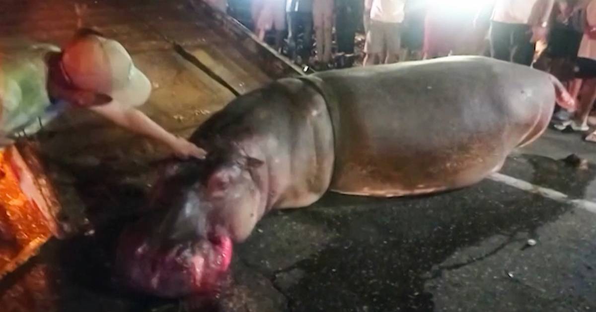 Un hippopotame mortellement percuté sur une autoroute en Colombie, héritage du baron de la drogue Pablo Escobar