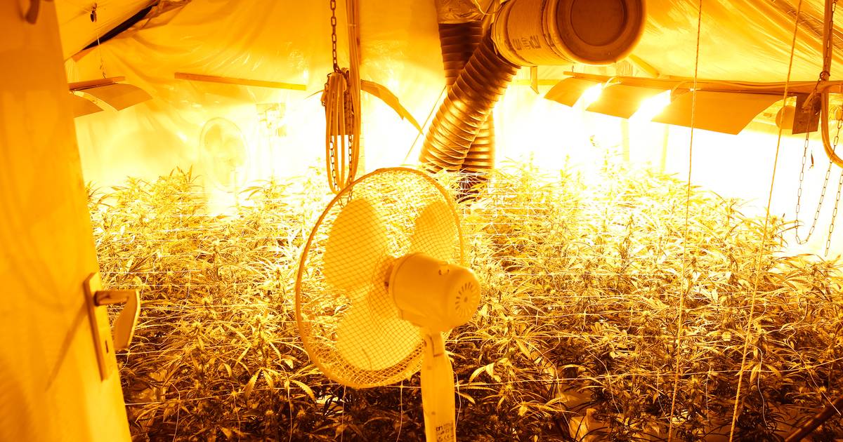 Politie rolt hennepkwekerij met 1300 planten op in Netersel