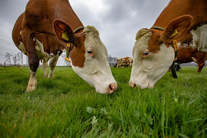 Een alternatief plan van de zuivelsector om de stikstofuitstoot te verminderen, roept woede op bij Farmers Defence Force.