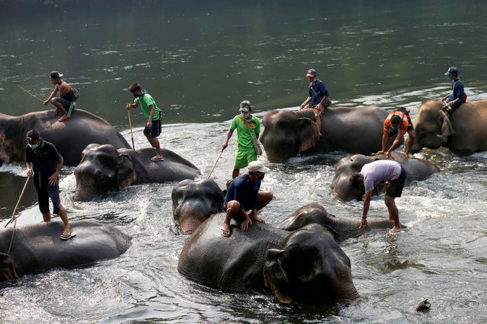 Olifanten in een olifantenkamp krijgen een bad.