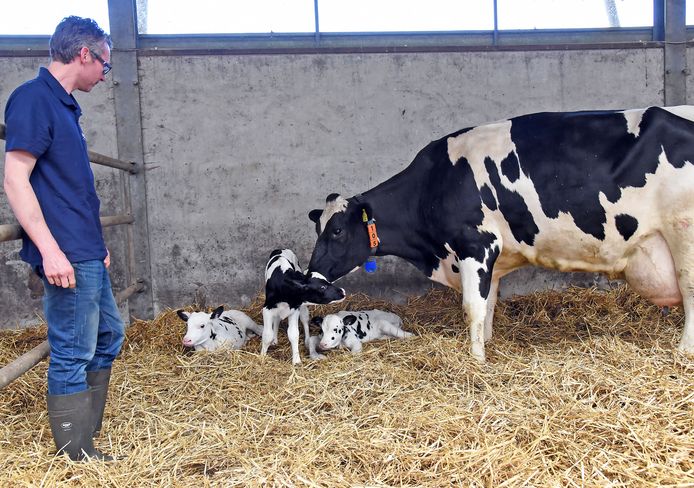 Maladroit achterlijk persoon Bestuiven Zeldzaam én heel schattig: koe krijgt drieling | Binnenland | AD.nl