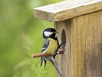 Sterfte van duizenden mezenjongen mogelijk te wijten aan gebruik insecticiden