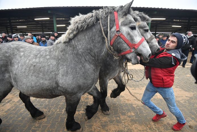 Een man tracht enkele paarden in het gareel te krijgen tijdens de paardenmarkt in het Poolse Skaryszew. Deze paardenmarkt wordt al georganiseerd sinds 1432. Dit jaar heeft de burgemeester van het stadje besloten dat er geen dieren voor consumptie mogen worden verhandeld. Foto Bartlomiej Zborowski