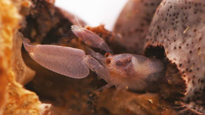 Van Japanse Twittermijt tot quarantainegarnaal: ruim 2.000 zeesoorten ontdekt in 2021