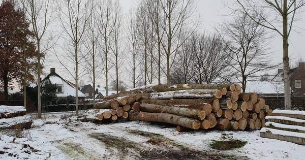 'Hou ze hier' al deels gelukt: populieren A2 liggen bij klompenfabriek Traa in Liempde - BD.nl