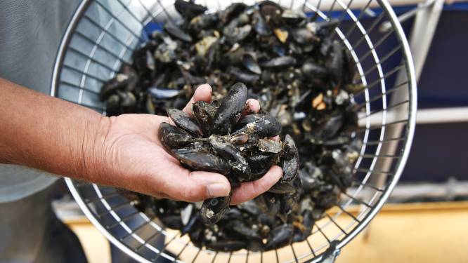 Mosselen uit de Noordzee bevatten te veel plastic