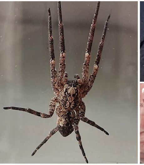 Arnhem en Huissen overspoeld door valse wolfspinnen? ‘Ik vond het doodeng’