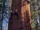 Onderzoekers beklimmen 's werelds grootste boom voor het eerst