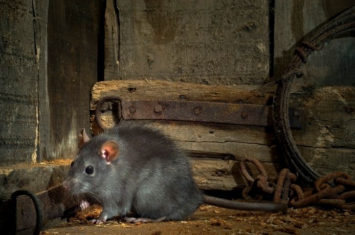 Een zwarte rat.