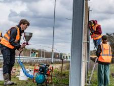 Grauwe geluidsschermen langs A58 moeten snel groen gaan zien van het mos