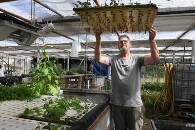 De poepende karpers van Jos laten tomaten en basilicum groeien