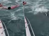 50-jarige “idioot” uit Nieuw-Zeeland probeert op orka en haar jong te springen