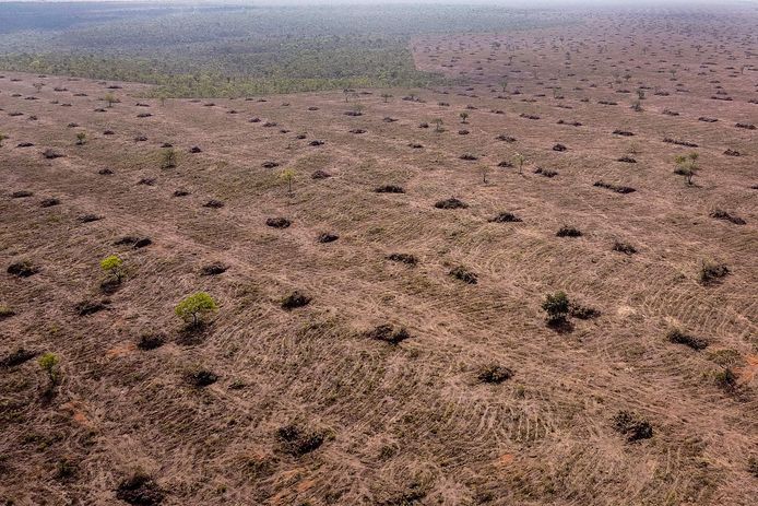 In het minder bekende savannegebied Cerrado is er dan weer wél veel vegetatie verdwenen.