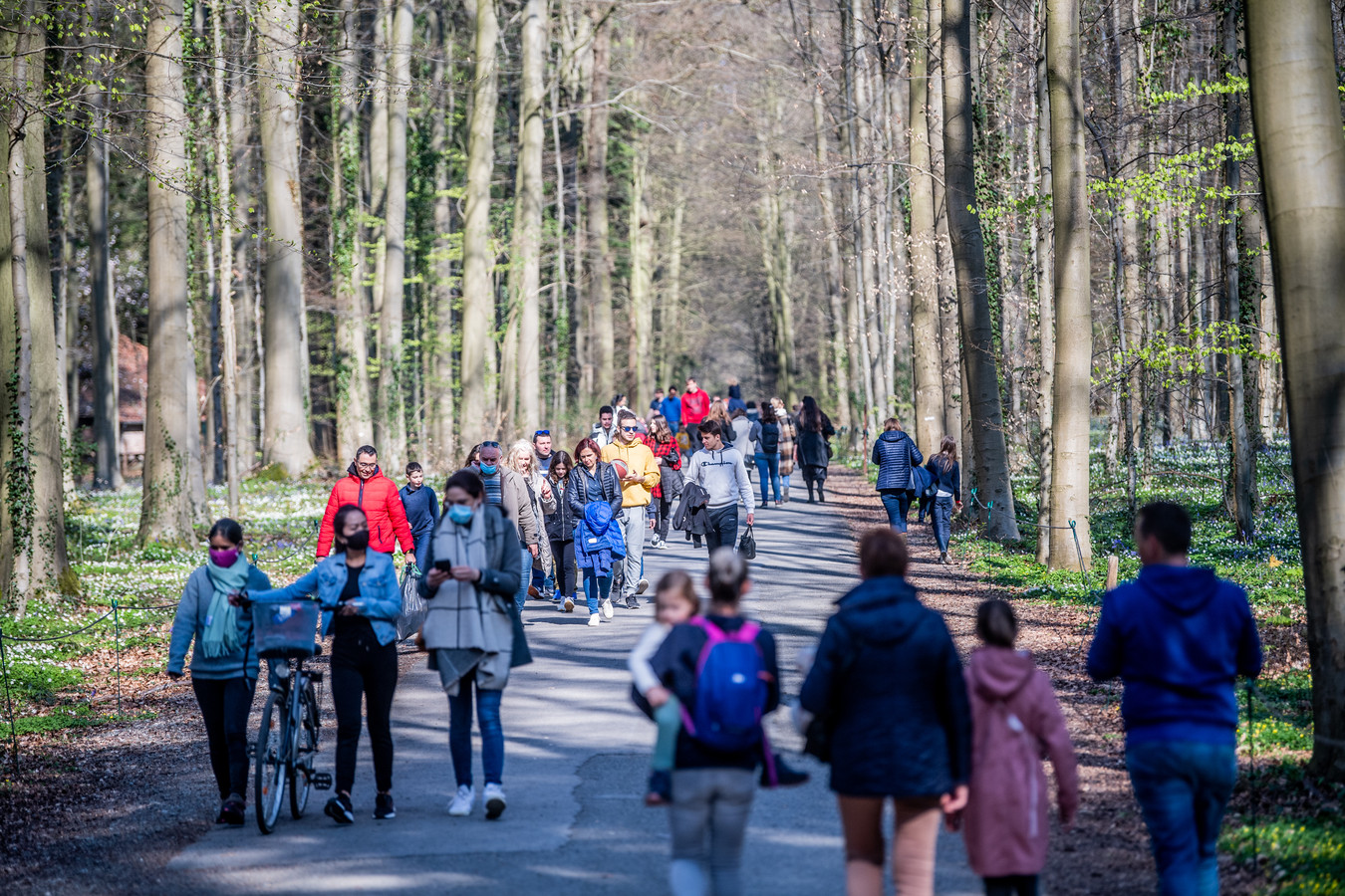 Kon immense drukte in het Hallerbos vermeden worden ...