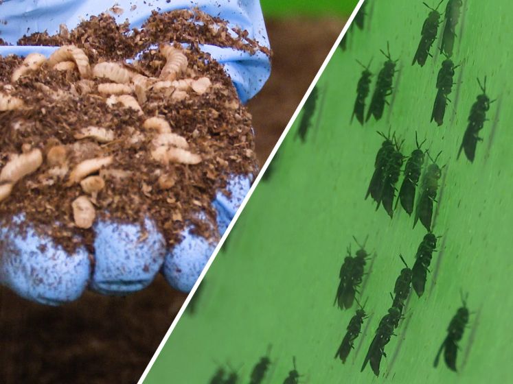 Miljarden larven in grootste insectenfabriek ter wereld