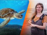 Het is Wereld Schildpaddendag! Zo helpt de zeeschildpad wetenschappelijk onderzoek naar zeegras