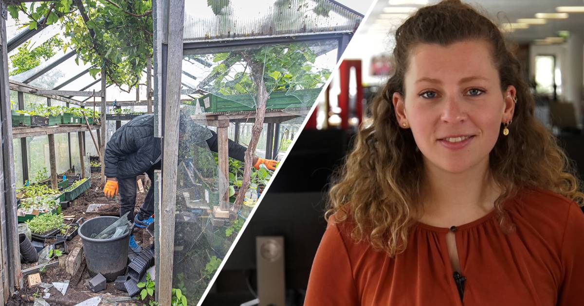 De Stentor Nieuws Update | Volkstuintjes vernield in Zwolle en