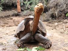 Reuzenschildpad Diego met super-libido mag eindelijk met pensioen