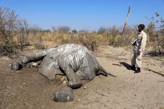 Dr. Wave Kashweeka begeeft zich in de richting van een kadaver van een olifant in de Okavango Delta, Botswana.