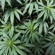 ‘Ik kocht een flesje CBD-olie en was verkocht. Het werkte. Maar dat alles maakte me juist ongerust’