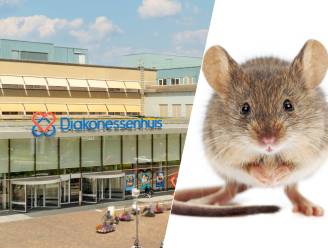Muizen in hal en restaurant van Utrechts ziekenhuis: ‘Onhygiënisch, die wil je daar niet zien rondlopen’